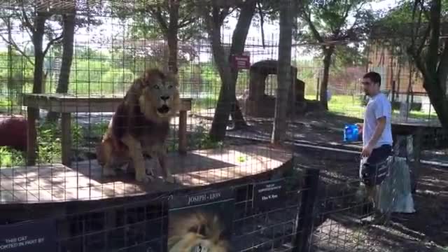 Angry Tiger VS Angry Lion_Cut