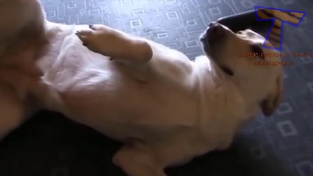 Hungry dog chews up important paperwork