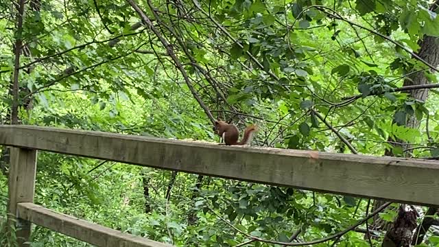 Red-Tailed squirrel having lunch