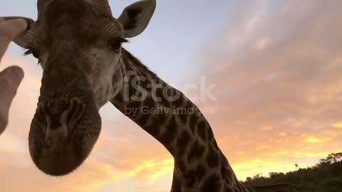 Close-up hand touching an African Giraffe on safari