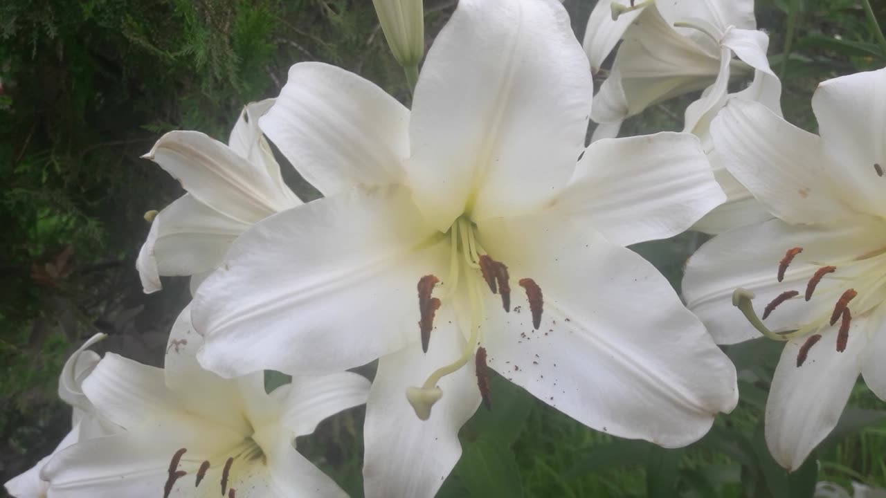 White Lily