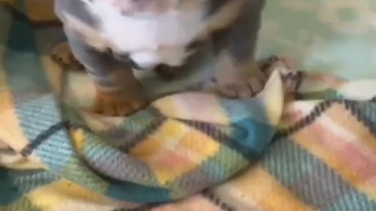 Three little puppies being cute