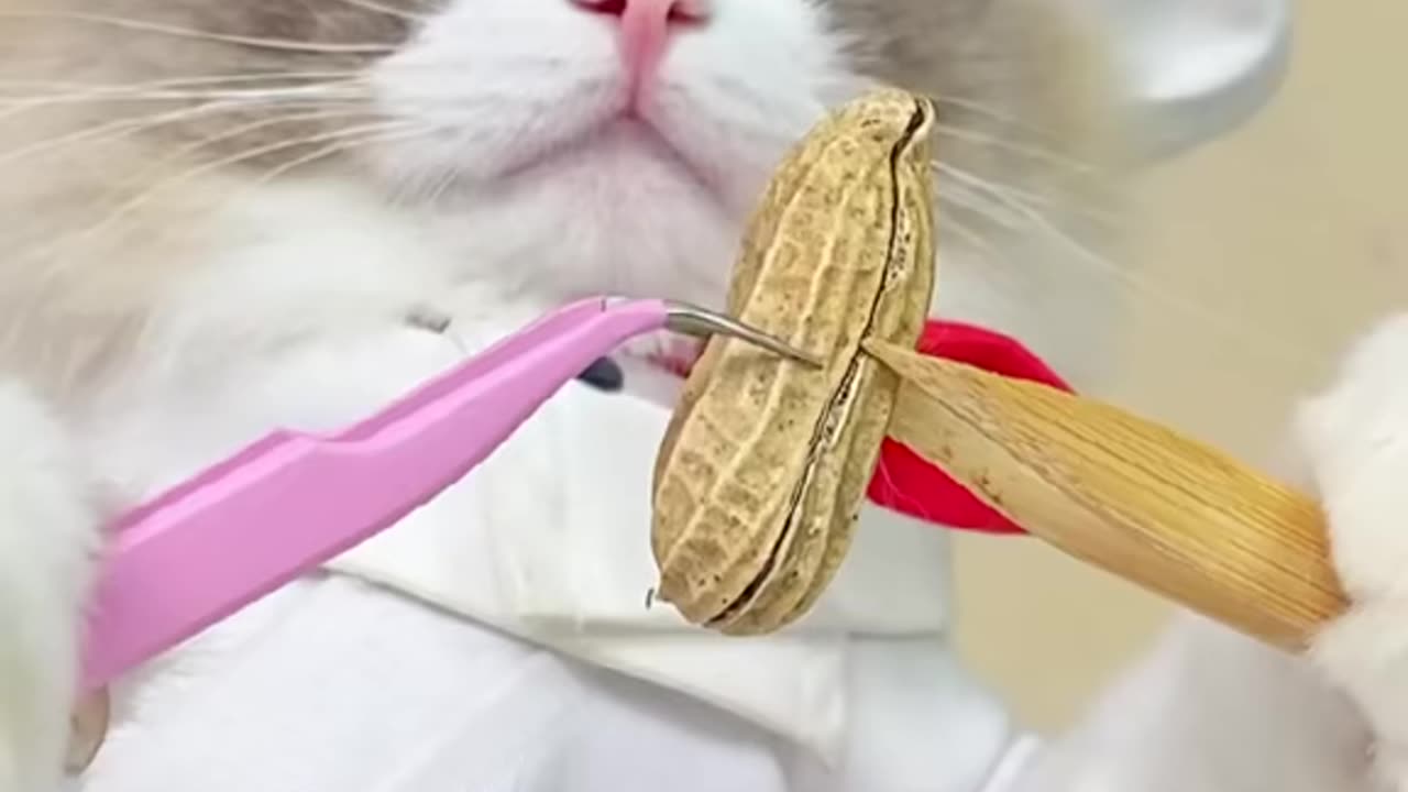 Cat Make peanut Recipes # intelligent cat#Smart cat