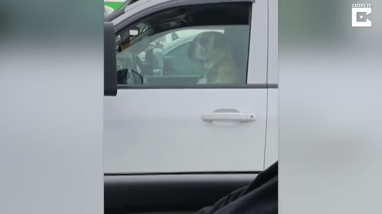 Unimpressed Dog Gives Hilarious Reaction In Car Par