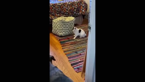 Funny Cat and Dogs 🐶🐱🐱|AWW Cat