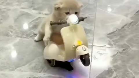 A new motorcycle🐱🐈 | cute animal videos | funny cat videos | hilarious pet videos | funny video