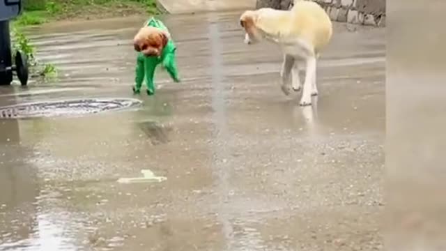 The dog in the raincoat