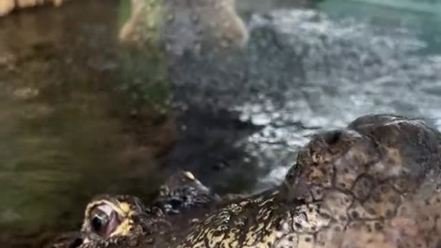 Wait for it animals talking to each other and it sound like dinosaurs