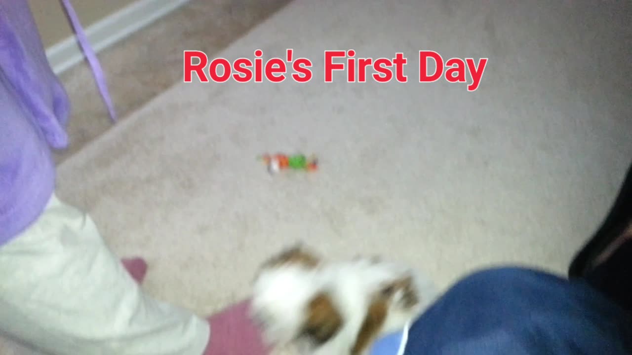 Rosie The Shihtzu 1st Day At Home