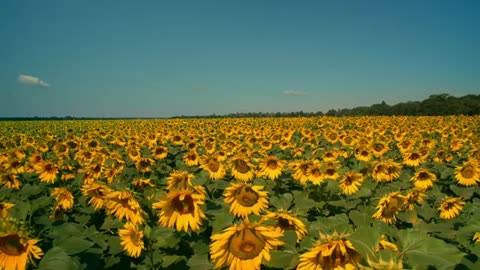 Sunflower Shiny day