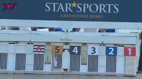 Greyhound dog racing - Track race 480m