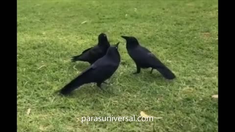 Does anyone know why these Crows look like they're having a meeting_