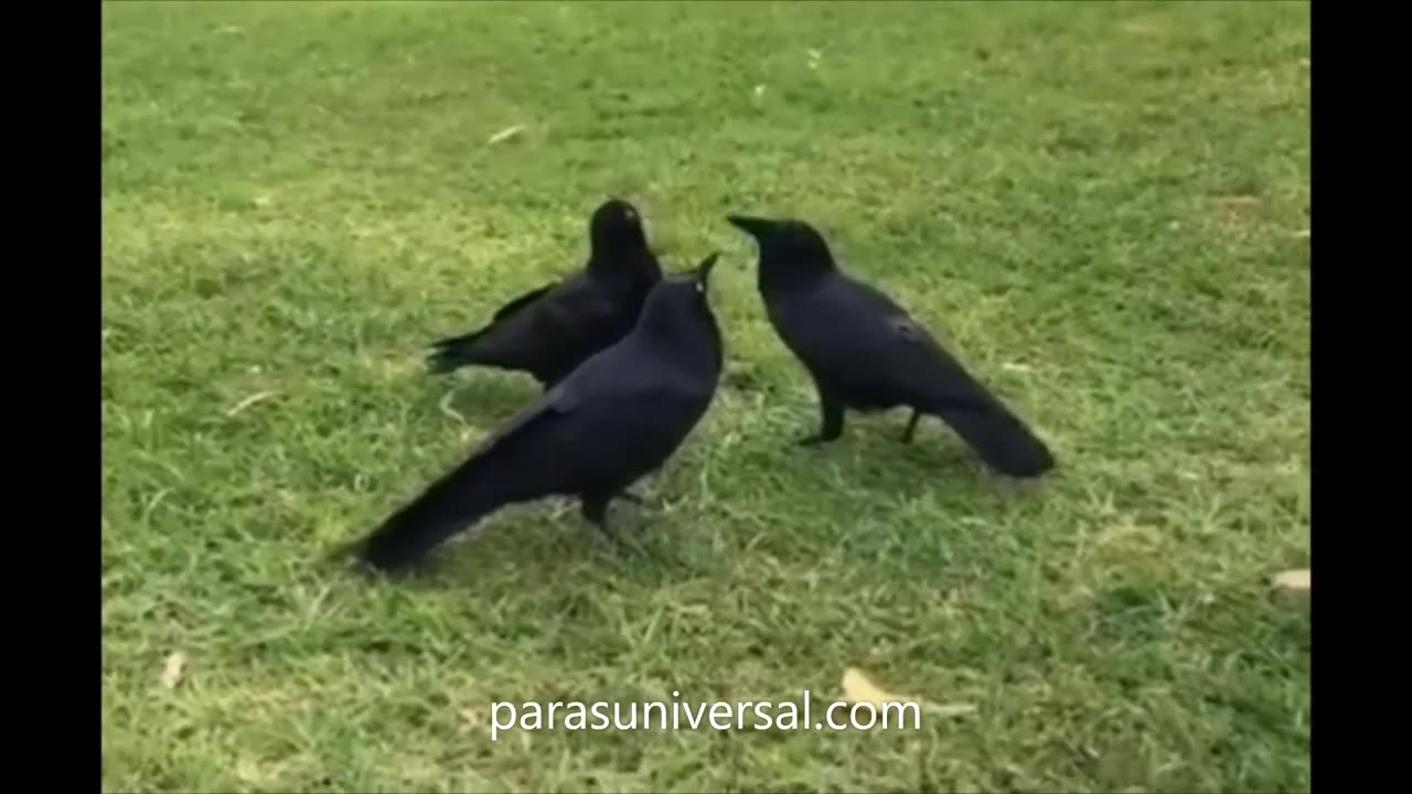 Does anyone know why these Crows look like they're having a meeting_