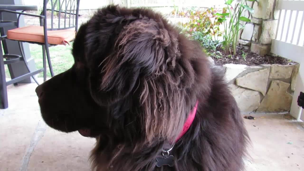 Dog uses several methods to get owner to play