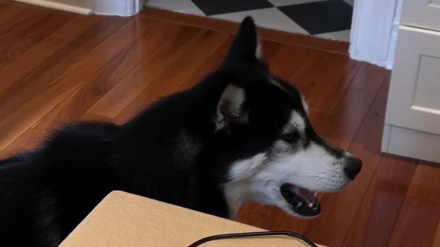 Husky is learning to talk!