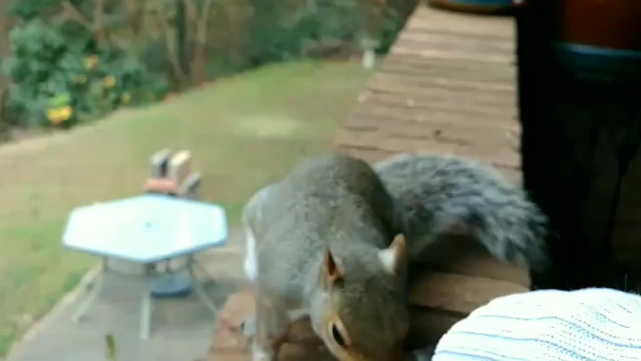 This makes me happy everytime i see her outside waiting for me 🐿️❤️