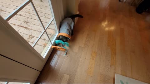 Kittizoomies new tunnel toy testing