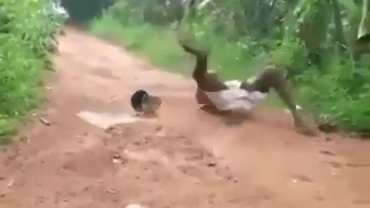 comedy video Funny snake video