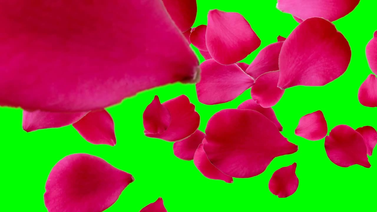 Red Rose petals