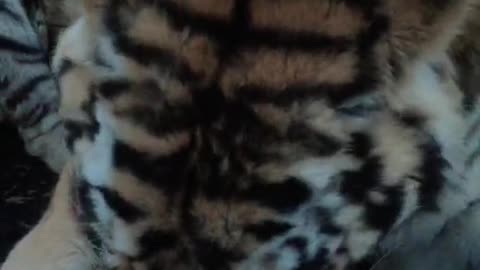 The Happy Tiger