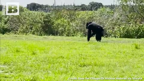 VANILLA SKY! Chimp "Vanilla" Caged for 28 Years in Awe of Seeing the Sky for the First Time