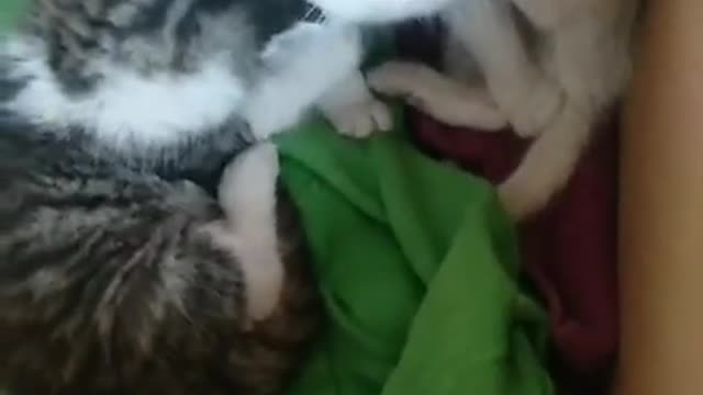 Lovely and Funny Animals Cute Kittens and Funny Cat video Clip 2021 98