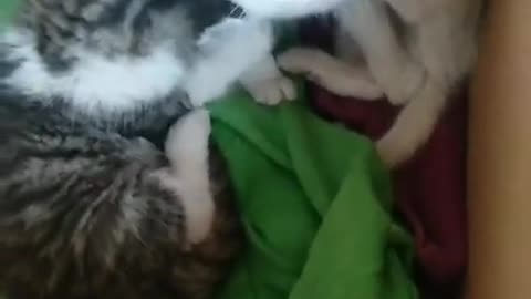 Lovely and Funny Animals Cute Kittens and Funny Cat video Clip 2021 98