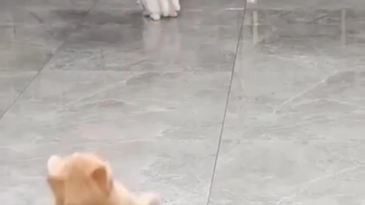 Funny Cats
