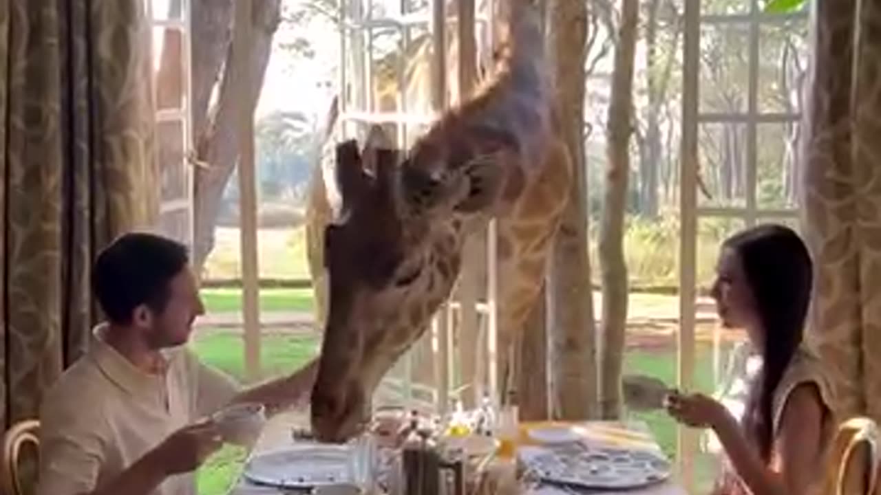 to eat lunch with the giraffe 🦒🦒🦒🦒🦒