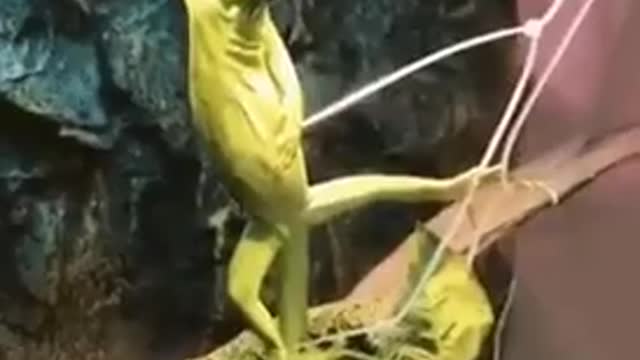 model