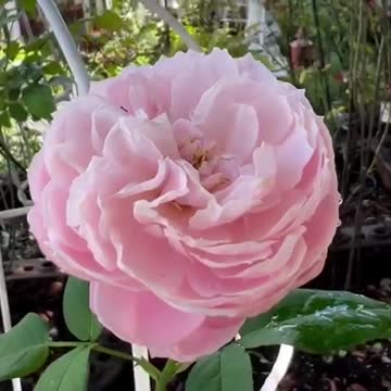 pink love flower in the garden