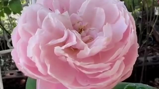 pink love flower in the garden