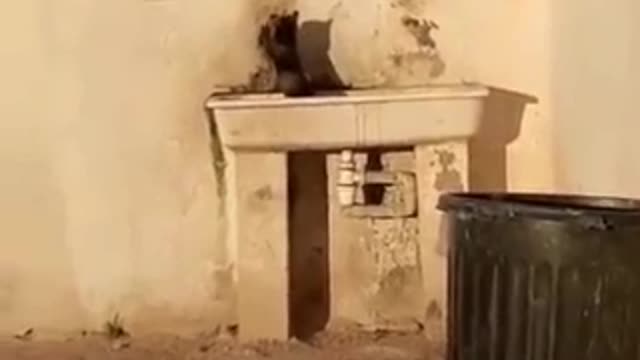 Scene di un gatto che aiuta suo figlio a scalare il muro