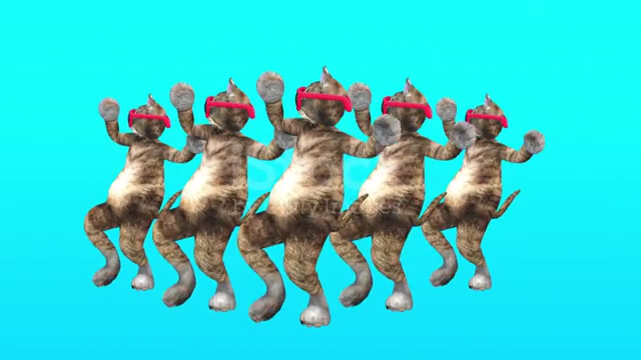 Funny cats dance #dancing