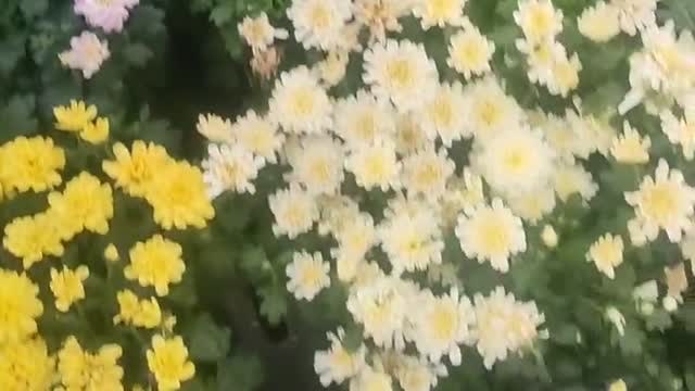 Small chrysanthemums of various colors