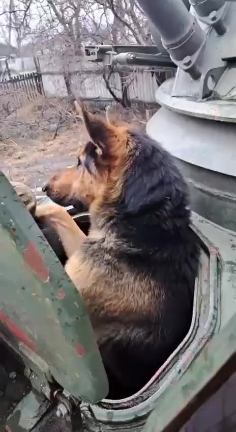 Dog Rides Around in Ukrainian BMP2