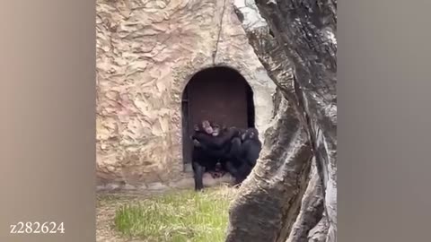 Best video funniest animal 2024