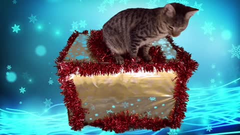 Cat give special surprise in the Christmas box