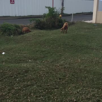 THEY ARE SEEING HUMANS