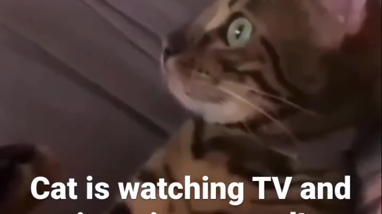 Funny Cat Meme