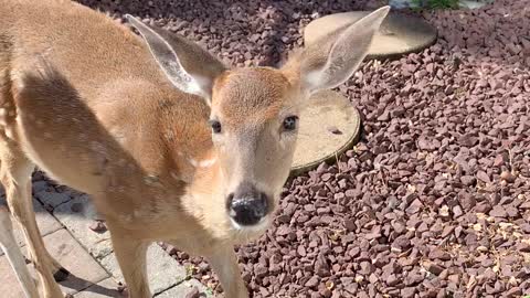 Deer Eagerly Await Their Morning Meal