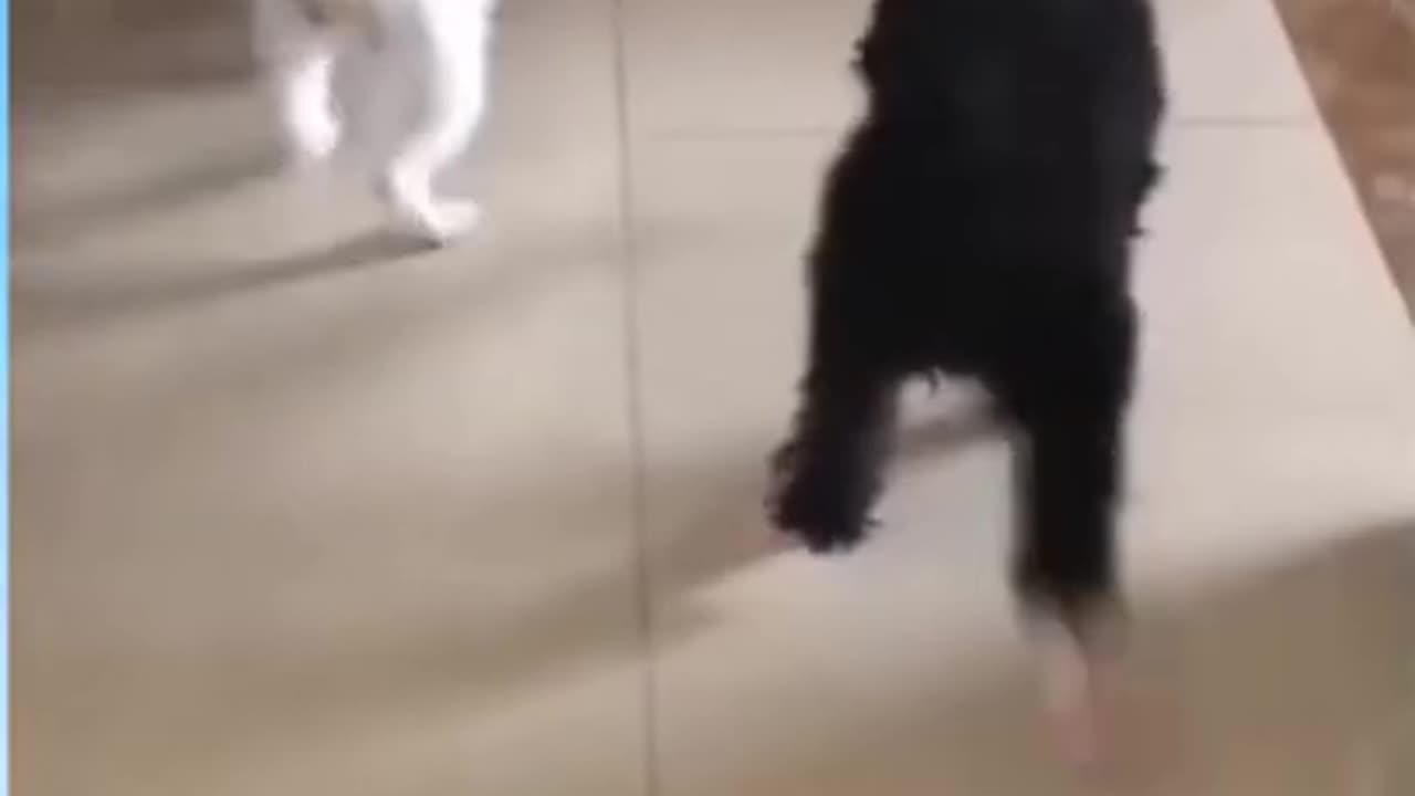 Dancing Dogs