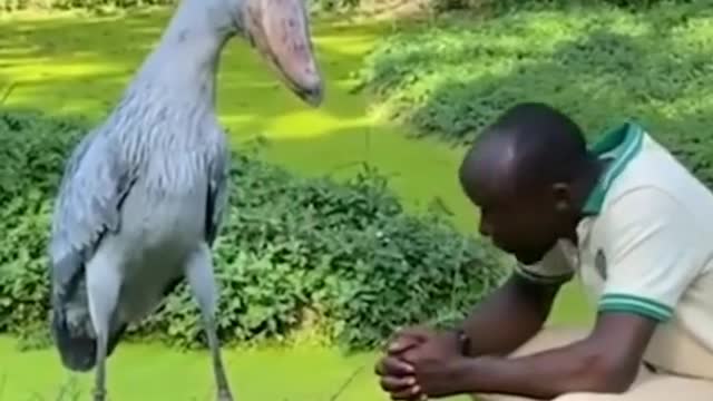 Wait for it funnyanimals