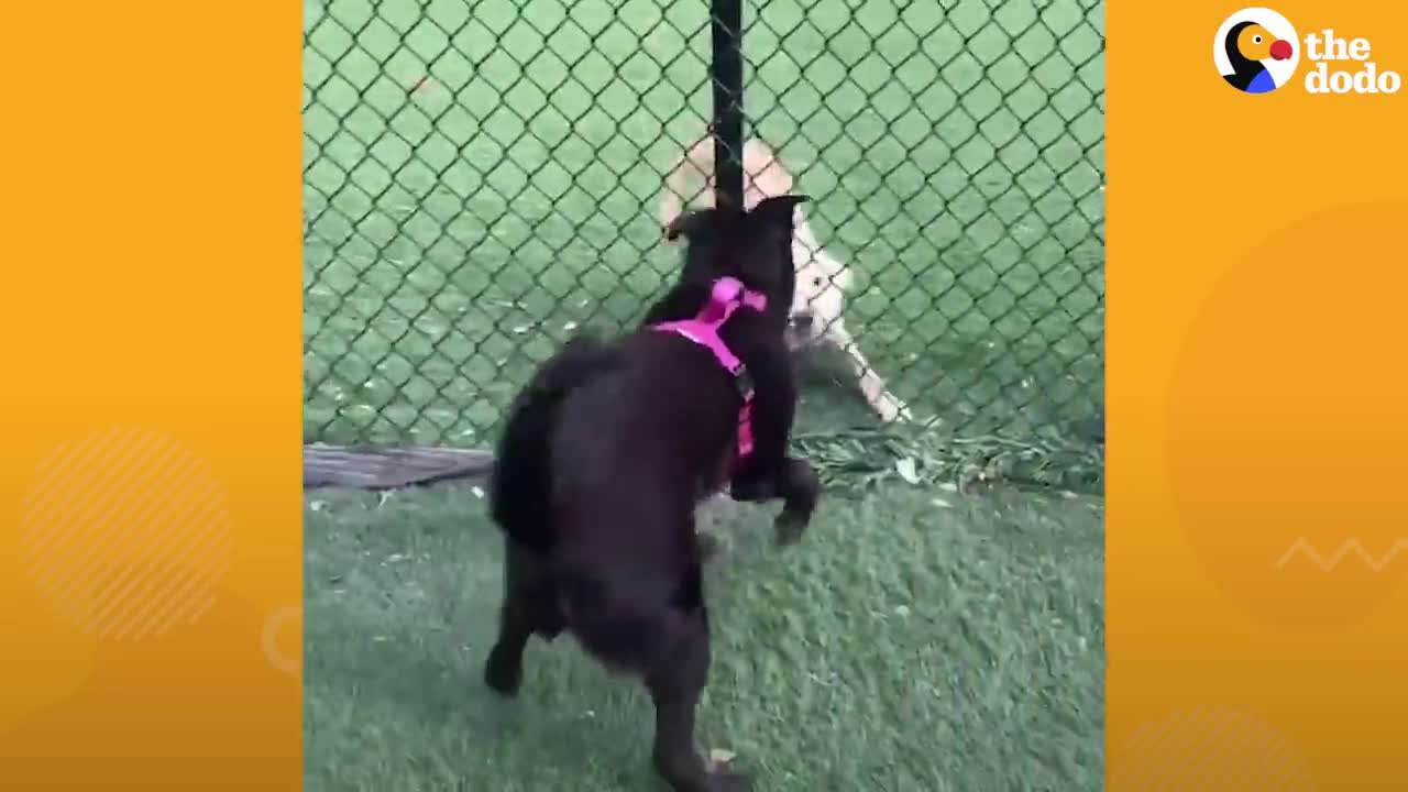 Dogs Avoided This Pup At The Dog Park Until... 😍 | The Dodo