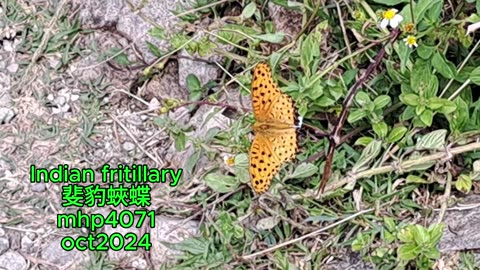 Indian fritillary #斐豹蛺蝶 mhp4071 oct2024