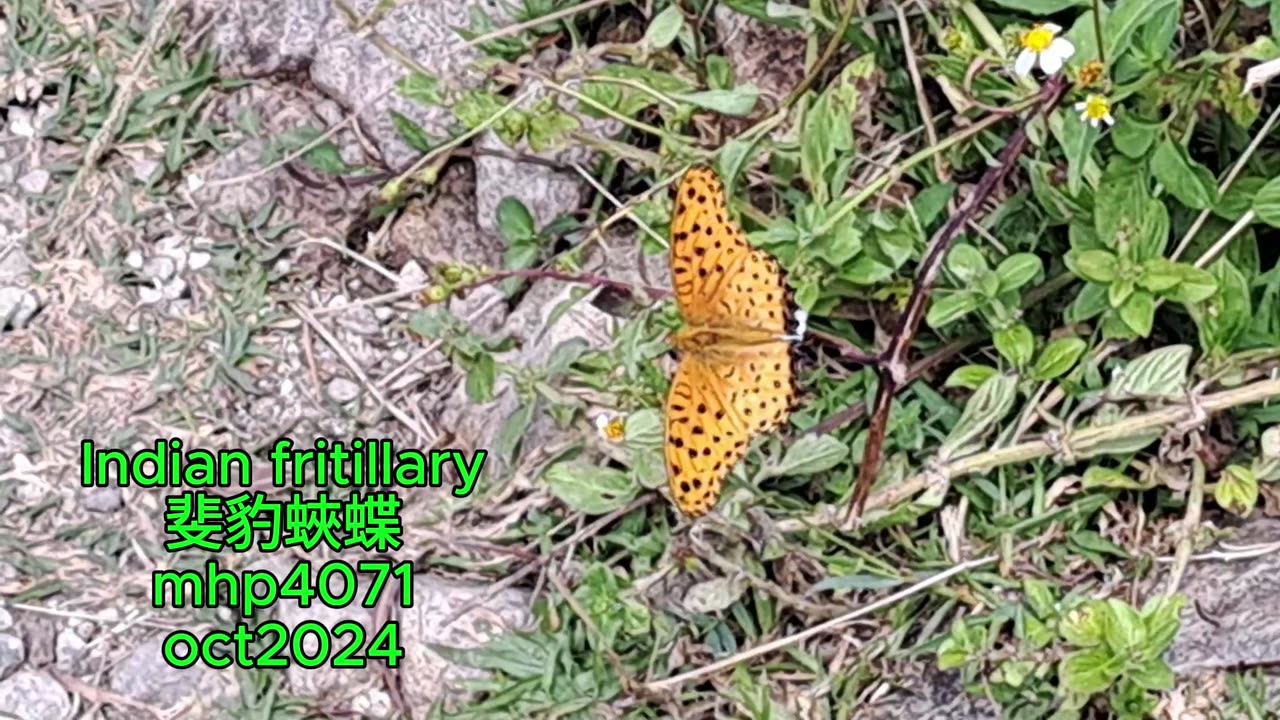Indian fritillary #斐豹蛺蝶 mhp4071 oct2024