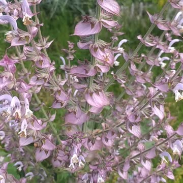 Hello from my Garden with Luna and amazing Black bee 🐕🐝