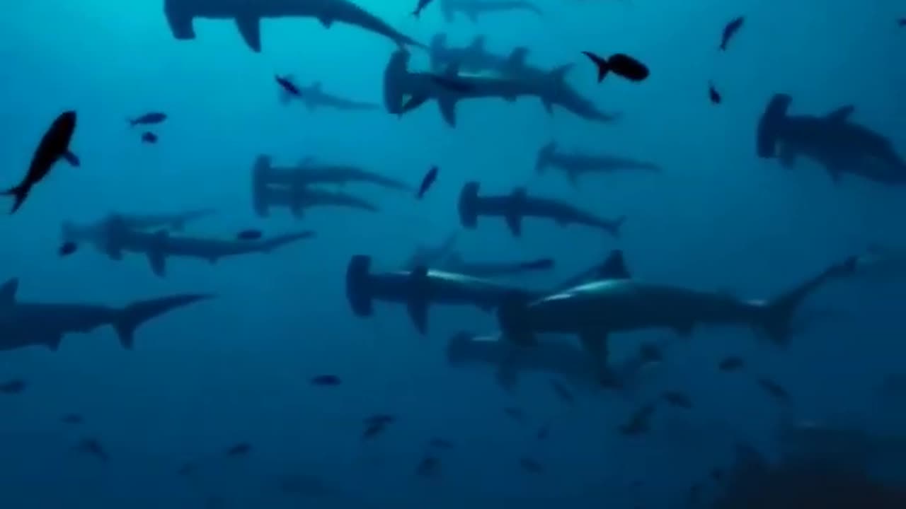 Hammerhead shark