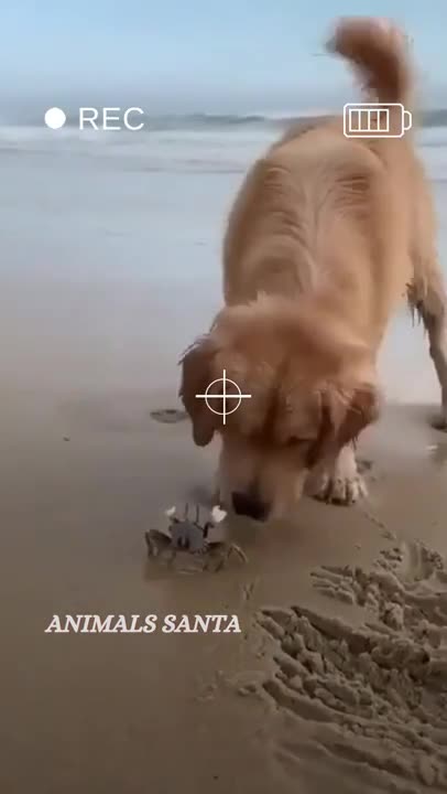 Golden Retriever vs. Crab, who you got