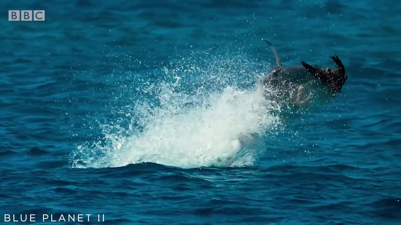 Bird vs Fish | Blue Planet II